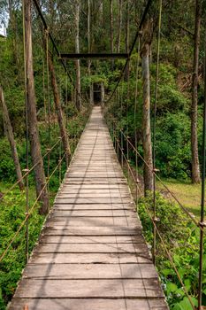 hanging wooden bridge in the forest. 