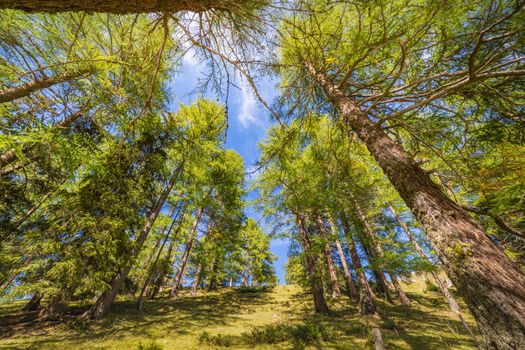 Below Coniferous Trees canopy, natural pattern in Graubunden alps, Grisons, Switzerland