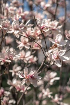 Blooming magnolia in spring against pastel bokeh blue sky and pink background, wide composition