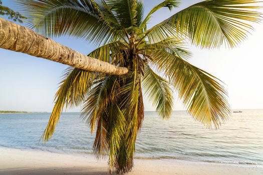 Palm tree and Tropical idyllic and secluded beach in Punta Cana, turquoise caribbean sea