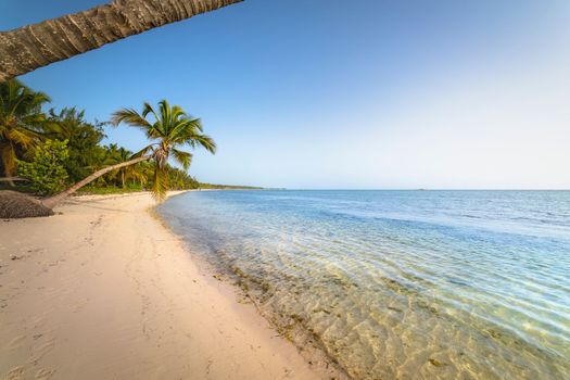 Palm tree and Tropical idyllic and secluded beach in Punta Cana, turquoise caribbean sea