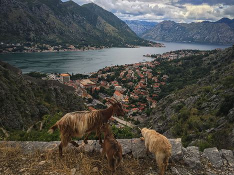Views overlooking the city streets and waterfront of Kotor Montenegro in a european summer. High quality photo