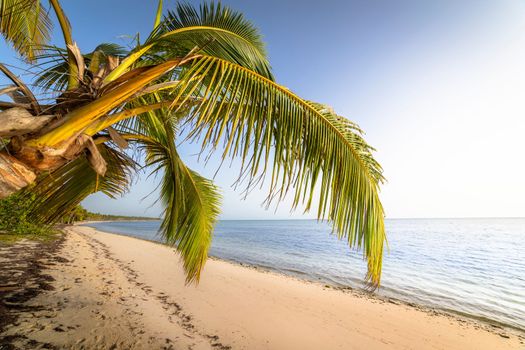 Palm tree and Tropical idyllic and secluded beach in Punta Cana, turquoise caribbean sea