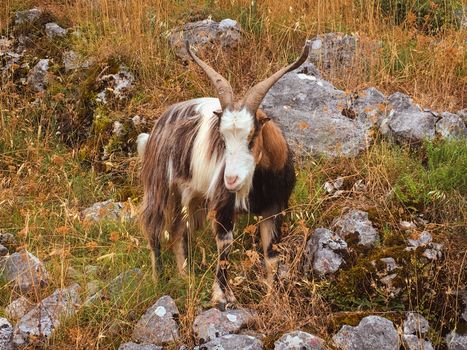 Goats hanging out in the mountainside in the summer in kotor montenegro europe. High quality photo