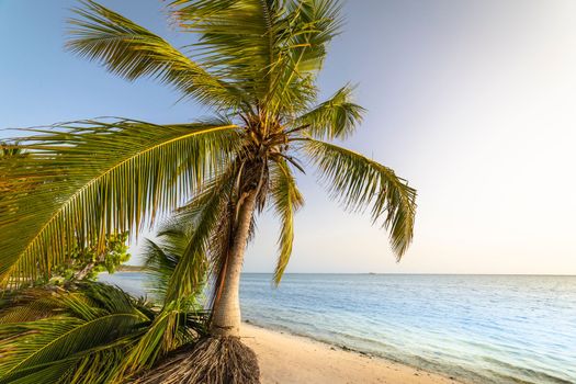 Palm tree and Tropical idyllic and secluded beach in Punta Cana, turquoise caribbean sea