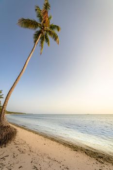 Palm tree and Tropical idyllic and secluded beach in Punta Cana, turquoise caribbean sea
