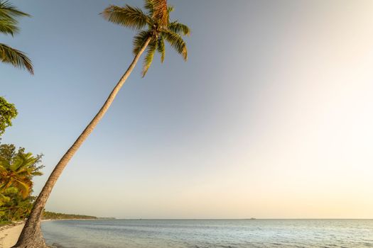 Palm tree and Tropical idyllic and secluded beach in Punta Cana, turquoise caribbean sea