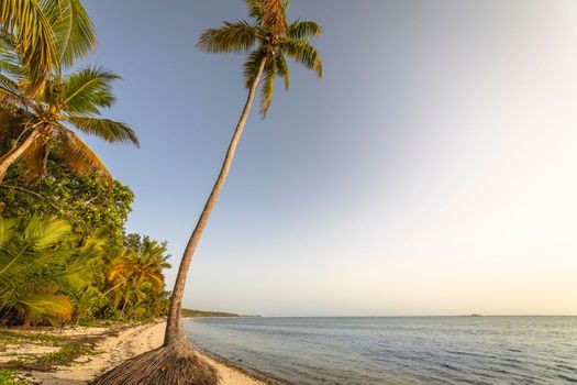 Palm tree and Tropical idyllic and secluded beach in Punta Cana, turquoise caribbean sea