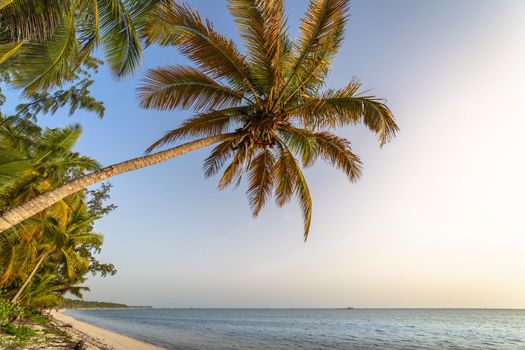 Palm tree and Tropical idyllic and secluded beach in Punta Cana, turquoise caribbean sea