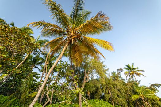 Tropical paradise, idyllic caribbean palm trees in Punta Cana at sunny day, Dominican Republic