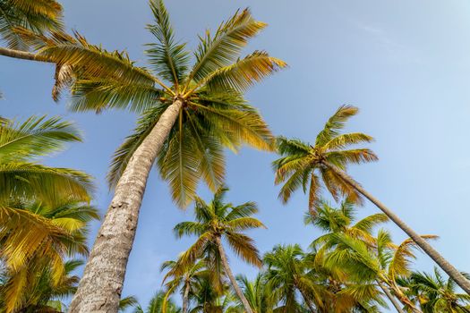 Tropical paradise, idyllic caribbean palm trees in Punta Cana at sunny day, Dominican Republic