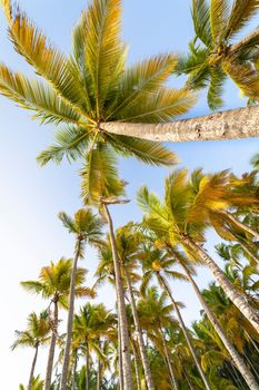 Tropical paradise, idyllic caribbean palm trees in Punta Cana at sunny day, Dominican Republic