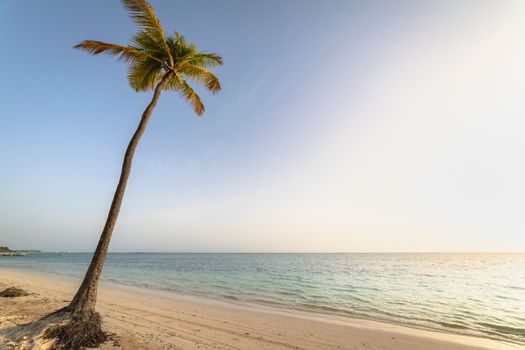 Palm tree and Tropical idyllic and secluded beach in Punta Cana, turquoise caribbean sea