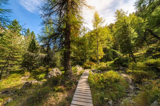 Below Coniferous Trees canopy, natural pattern in Graubunden alps, Grisons, Switzerland