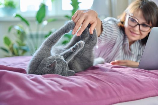 Gray pet cat playing with a woman, lying on the bed at home