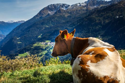 Alpine cows in Engadine valley at sunny springtime, Swiss Alps, Switzerland