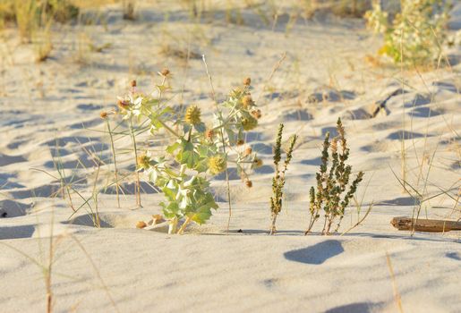 Barb eryngium on the sand dunes near ocean Atlantic