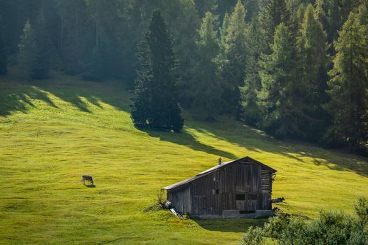 View of Bernese Swiss alps and alpine farm with cow, Switzerland