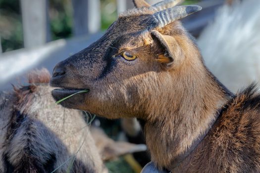 Cute alpine ibex baby eating in Engadine swiss alps, Graubunden, Switzerland