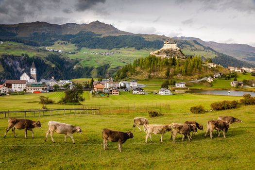 Cows herding and Idyllic landscape of Scuol Tarasp village at sunrise, Engadine, Swiss Alps, Switzerland