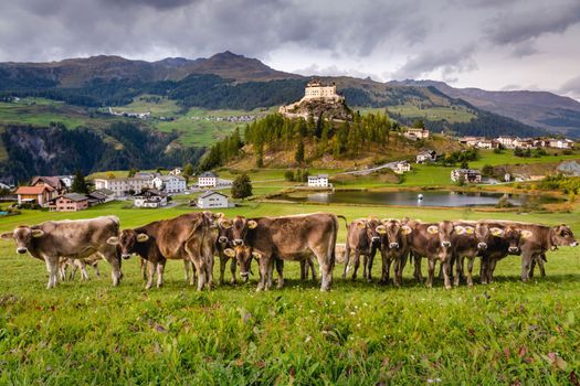 Cows herding and looking at camera, Idyllic landscape of Scuol Tarasp village at sunrise, Engadine, Swiss Alps, Switzerland