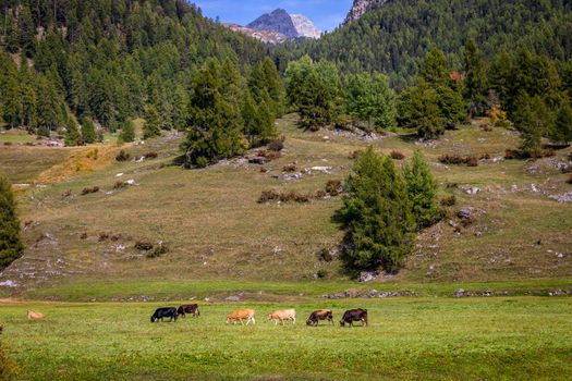Alpine cows in Engadine valley at sunny springtime, Swiss Alps, Switzerland