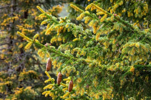 Detail of Pinus mugo close up of pine tree branch in swiss alps, Switzerland