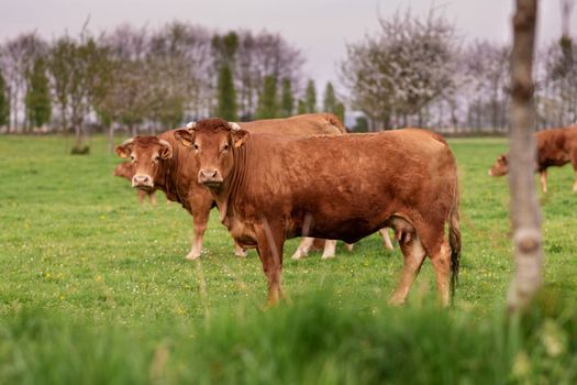Brown cows graze on a field in France