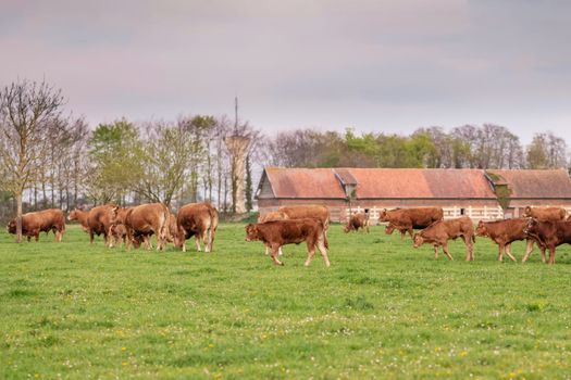 Brown cows graze on a field in France