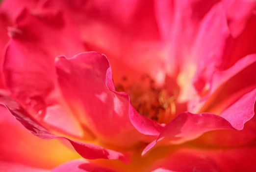 Pink yellow rose flower. Macro flowers background for holiday design. Soft focus