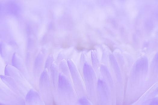 Abstract floral background, white violet daisy flower petals. Macro flowers backdrop for holiday design. Soft focus