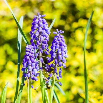 Blue flowers Muscari armeniacum or Grape Hyacinth on a yellow background. Viper bow