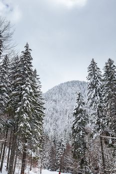 Magnificent and silent beautiful winter landscape. Beautiful forest.