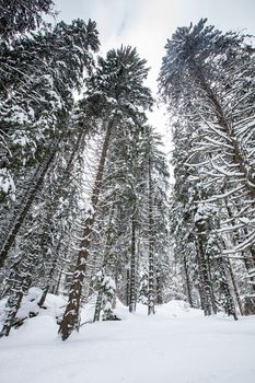 Snow falling in beautiful pine forest. Fantastic winter landscape