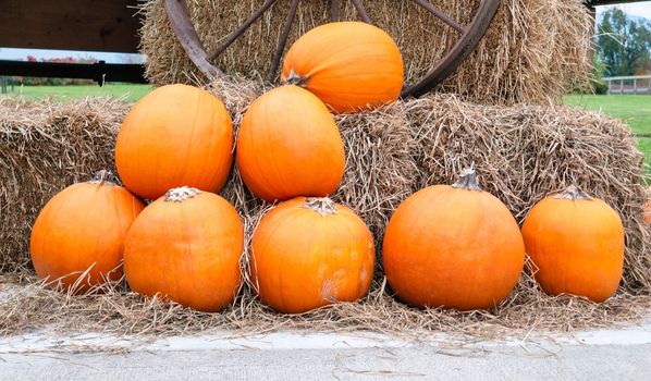 Autumn harvest of pumpkins on dry forage and iron wheel background