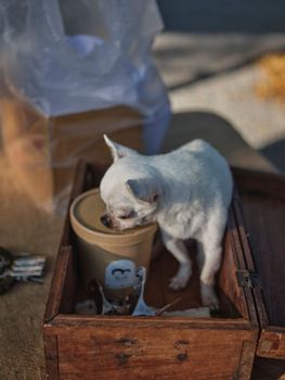 Lonely Chihuahua Dogs in wood Box . 