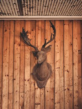 Decorative deer head on wooden wall . copy space for text 