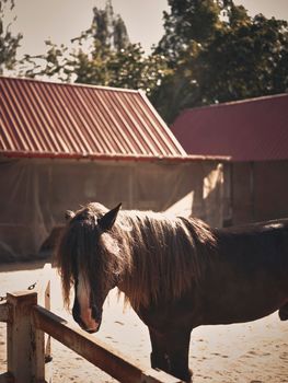Sunrise  in the farm with beautiful horses .  copy space for text 