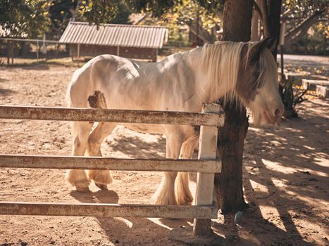  Sunrise  in the farm with beautiful horses .  copy space for text 