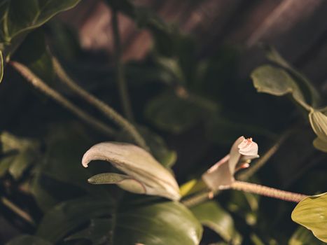 Nature background of green leaf . Flat lay, dark nature concept, tropical leaf . copy space for text