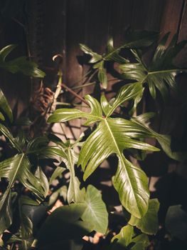 Nature background of green leaf . Flat lay, dark nature concept, tropical leaf . copy space for text