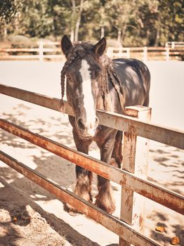 Sunrise  in the farm with beautiful horses .  copy space for text 