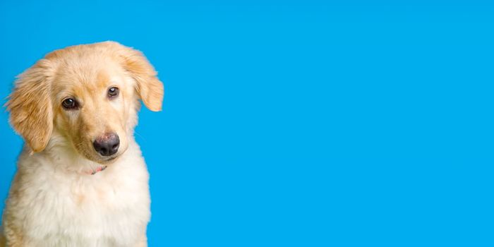 Hovawart golden puppy isolated on blue background. A portrait of a cute Golden Retriever isolated. Banner