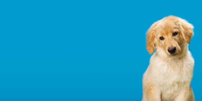 Hovawart golden puppy isolated on blue background. A portrait of a cute Golden Retriever isolated. Banner
