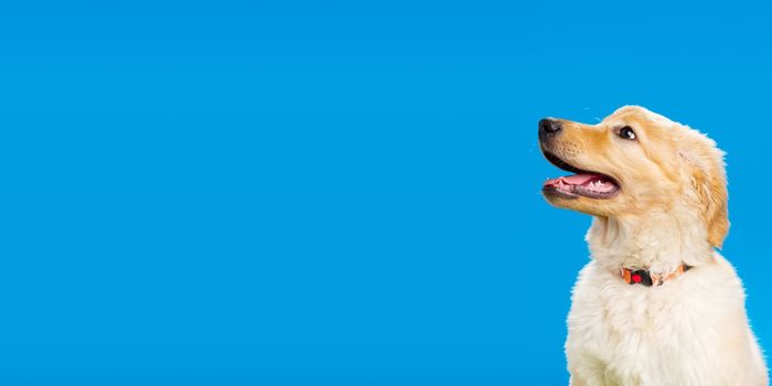 Hovawart golden puppy isolated on blue background. A portrait of a cute Golden Retriever isolated. Banner