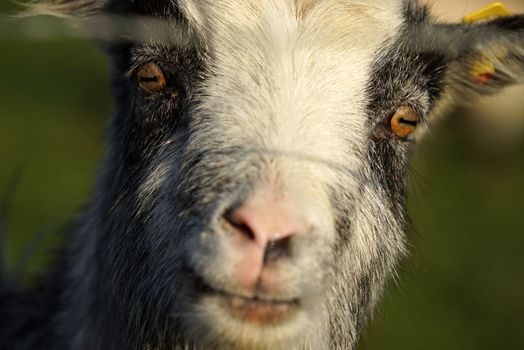 Female Dutch Landrace goat looks curiously into the camera. The fence between is blurred