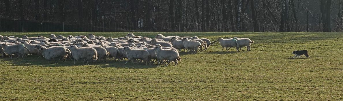 A working Border Collie. She herds sheep very effectively. The sheep are a breed from this area: Landrace of Bentheim