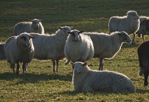 A herd of sheep stands in the winter sun. The breed of these sheep is the Landrace of Bentheim.  It is a cross between German and Dutch heath sheep and a marsh sheep.