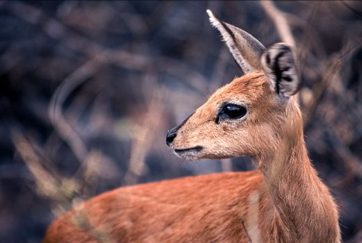 Steenbok (Raphicerus campestris), Kruger National Park, Mpumalanga, South Africa