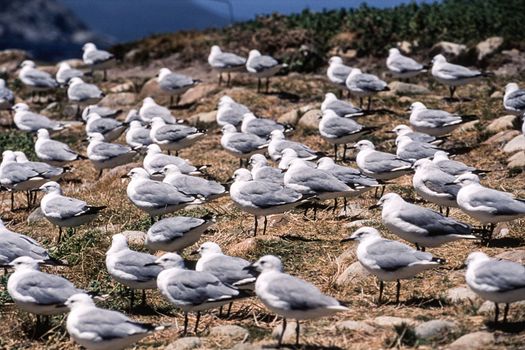 Antarctic Fulmar (Fulmarus glacialoides), Hout Bay, Western Cape, South Africa